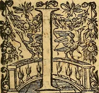 An illustration from De natura foetus disputatio (1615)
