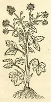 An illustration from De Nederlandtse herbarius of Kruydt-boeck : beschryvende de geslachten, gedaente, plaetse, tijt, oeffeningh, aert, krachten, en medicinael gebruyck van alderhande boomen, heesteren, boom-gewassen, kruyden en planten, die in de Nederlanden in't wilde gevonden, ende in de hoven onderhouden worden : als mede de uytlandtsen of vreemde droogens, die gemeenlijck in de apothekers winckels gebruyckt worden : uyt verscheyde kruydt-beschrijvers tot nut van alle natuur-kunders, geneesmeesters, apothekers, chirurgijns, en liefhebbers van kruyden en plantem by een vergadert, en beschreven (1670)