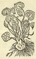 Picture 13 of 44 from De Nederlandtse herbarius of Kruydt-boeck : beschryvende de geslachten, gedaente, plaetse, tijt, oeffeningh, aert, krachten, en medicinael gebruyck van alderhande boomen, heesteren, boom-gewassen, kruyden en planten, die in de Nederlanden in't wilde gevonden, ende in de hoven onderhouden worden : als mede de uytlandtsen of vreemde droogens, die gemeenlijck in de apothekers winckels gebruyckt worden : uyt verscheyde kruydt-beschrijvers tot nut van alle natuur-kunders, geneesmeesters, apothekers, chirurgijns, en liefhebbers van kruyden en plantem by een vergadert, en beschreven (1670), leaf 106