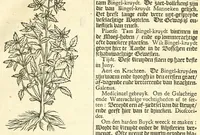 An illustration from De Nederlandtse herbarius of Kruydt-boeck : beschryvende de geslachten, gedaente, plaetse, tijt, oeffeningh, aert, krachten, en medicinael gebruyck van alderhande boomen, heesteren, boom-gewassen, kruyden en planten, die in de Nederlanden in't wilde gevonden, ende in de hoven onderhouden worden : als mede de uytlandtsen of vreemde droogens, die gemeenlijck in de apothekers winckels gebruyckt worden : uyt verscheyde kruydt-beschrijvers tot nut van alle natuur-kunders, geneesmeesters, apothekers, chirurgijns, en liefhebbers van kruyden en plantem by een vergadert, en beschreven (1670)