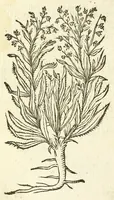 Picture 15 of 44 from De Nederlandtse herbarius of Kruydt-boeck : beschryvende de geslachten, gedaente, plaetse, tijt, oeffeningh, aert, krachten, en medicinael gebruyck van alderhande boomen, heesteren, boom-gewassen, kruyden en planten, die in de Nederlanden in't wilde gevonden, ende in de hoven onderhouden worden : als mede de uytlandtsen of vreemde droogens, die gemeenlijck in de apothekers winckels gebruyckt worden : uyt verscheyde kruydt-beschrijvers tot nut van alle natuur-kunders, geneesmeesters, apothekers, chirurgijns, en liefhebbers van kruyden en plantem by een vergadert, en beschreven (1670), leaf 118