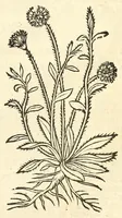 An illustration from De Nederlandtse herbarius of Kruydt-boeck : beschryvende de geslachten, gedaente, plaetse, tijt, oeffeningh, aert, krachten, en medicinael gebruyck van alderhande boomen, heesteren, boom-gewassen, kruyden en planten, die in de Nederlanden in't wilde gevonden, ende in de hoven onderhouden worden : als mede de uytlandtsen of vreemde droogens, die gemeenlijck in de apothekers winckels gebruyckt worden : uyt verscheyde kruydt-beschrijvers tot nut van alle natuur-kunders, geneesmeesters, apothekers, chirurgijns, en liefhebbers van kruyden en plantem by een vergadert, en beschreven (1670)