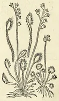 Picture 17 of 44 from De Nederlandtse herbarius of Kruydt-boeck : beschryvende de geslachten, gedaente, plaetse, tijt, oeffeningh, aert, krachten, en medicinael gebruyck van alderhande boomen, heesteren, boom-gewassen, kruyden en planten, die in de Nederlanden in't wilde gevonden, ende in de hoven onderhouden worden : als mede de uytlandtsen of vreemde droogens, die gemeenlijck in de apothekers winckels gebruyckt worden : uyt verscheyde kruydt-beschrijvers tot nut van alle natuur-kunders, geneesmeesters, apothekers, chirurgijns, en liefhebbers van kruyden en plantem by een vergadert, en beschreven (1670), leaf 128
