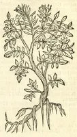 Picture 18 of 44 from De Nederlandtse herbarius of Kruydt-boeck : beschryvende de geslachten, gedaente, plaetse, tijt, oeffeningh, aert, krachten, en medicinael gebruyck van alderhande boomen, heesteren, boom-gewassen, kruyden en planten, die in de Nederlanden in't wilde gevonden, ende in de hoven onderhouden worden : als mede de uytlandtsen of vreemde droogens, die gemeenlijck in de apothekers winckels gebruyckt worden : uyt verscheyde kruydt-beschrijvers tot nut van alle natuur-kunders, geneesmeesters, apothekers, chirurgijns, en liefhebbers van kruyden en plantem by een vergadert, en beschreven (1670), leaf 139