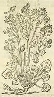An illustration from De Nederlandtse herbarius of Kruydt-boeck : beschryvende de geslachten, gedaente, plaetse, tijt, oeffeningh, aert, krachten, en medicinael gebruyck van alderhande boomen, heesteren, boom-gewassen, kruyden en planten, die in de Nederlanden in't wilde gevonden, ende in de hoven onderhouden worden : als mede de uytlandtsen of vreemde droogens, die gemeenlijck in de apothekers winckels gebruyckt worden : uyt verscheyde kruydt-beschrijvers tot nut van alle natuur-kunders, geneesmeesters, apothekers, chirurgijns, en liefhebbers van kruyden en plantem by een vergadert, en beschreven (1670)