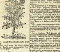 An illustration from De Nederlandtse herbarius of Kruydt-boeck : beschryvende de geslachten, gedaente, plaetse, tijt, oeffeningh, aert, krachten, en medicinael gebruyck van alderhande boomen, heesteren, boom-gewassen, kruyden en planten, die in de Nederlanden in't wilde gevonden, ende in de hoven onderhouden worden : als mede de uytlandtsen of vreemde droogens, die gemeenlijck in de apothekers winckels gebruyckt worden : uyt verscheyde kruydt-beschrijvers tot nut van alle natuur-kunders, geneesmeesters, apothekers, chirurgijns, en liefhebbers van kruyden en plantem by een vergadert, en beschreven (1670)
