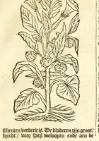 An illustration from De Nederlandtse herbarius of Kruydt-boeck : beschryvende de geslachten, gedaente, plaetse, tijt, oeffeningh, aert, krachten, en medicinael gebruyck van alderhande boomen, heesteren, boom-gewassen, kruyden en planten, die in de Nederlanden in't wilde gevonden, ende in de hoven onderhouden worden : als mede de uytlandtsen of vreemde droogens, die gemeenlijck in de apothekers winckels gebruyckt worden : uyt verscheyde kruydt-beschrijvers tot nut van alle natuur-kunders, geneesmeesters, apothekers, chirurgijns, en liefhebbers van kruyden en plantem by een vergadert, en beschreven (1670)