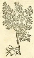 Picture 24 of 44 from De Nederlandtse herbarius of Kruydt-boeck : beschryvende de geslachten, gedaente, plaetse, tijt, oeffeningh, aert, krachten, en medicinael gebruyck van alderhande boomen, heesteren, boom-gewassen, kruyden en planten, die in de Nederlanden in't wilde gevonden, ende in de hoven onderhouden worden : als mede de uytlandtsen of vreemde droogens, die gemeenlijck in de apothekers winckels gebruyckt worden : uyt verscheyde kruydt-beschrijvers tot nut van alle natuur-kunders, geneesmeesters, apothekers, chirurgijns, en liefhebbers van kruyden en plantem by een vergadert, en beschreven (1670), leaf 187