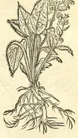 An illustration from De Nederlandtse herbarius of Kruydt-boeck : beschryvende de geslachten, gedaente, plaetse, tijt, oeffeningh, aert, krachten, en medicinael gebruyck van alderhande boomen, heesteren, boom-gewassen, kruyden en planten, die in de Nederlanden in't wilde gevonden, ende in de hoven onderhouden worden : als mede de uytlandtsen of vreemde droogens, die gemeenlijck in de apothekers winckels gebruyckt worden : uyt verscheyde kruydt-beschrijvers tot nut van alle natuur-kunders, geneesmeesters, apothekers, chirurgijns, en liefhebbers van kruyden en plantem by een vergadert, en beschreven (1670)
