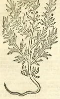 An illustration from De Nederlandtse herbarius of Kruydt-boeck : beschryvende de geslachten, gedaente, plaetse, tijt, oeffeningh, aert, krachten, en medicinael gebruyck van alderhande boomen, heesteren, boom-gewassen, kruyden en planten, die in de Nederlanden in't wilde gevonden, ende in de hoven onderhouden worden : als mede de uytlandtsen of vreemde droogens, die gemeenlijck in de apothekers winckels gebruyckt worden : uyt verscheyde kruydt-beschrijvers tot nut van alle natuur-kunders, geneesmeesters, apothekers, chirurgijns, en liefhebbers van kruyden en plantem by een vergadert, en beschreven (1670)