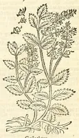 Picture 27 of 44 from De Nederlandtse herbarius of Kruydt-boeck : beschryvende de geslachten, gedaente, plaetse, tijt, oeffeningh, aert, krachten, en medicinael gebruyck van alderhande boomen, heesteren, boom-gewassen, kruyden en planten, die in de Nederlanden in't wilde gevonden, ende in de hoven onderhouden worden : als mede de uytlandtsen of vreemde droogens, die gemeenlijck in de apothekers winckels gebruyckt worden : uyt verscheyde kruydt-beschrijvers tot nut van alle natuur-kunders, geneesmeesters, apothekers, chirurgijns, en liefhebbers van kruyden en plantem by een vergadert, en beschreven (1670), leaf 195
