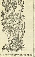 Picture 28 of 44 from De Nederlandtse herbarius of Kruydt-boeck : beschryvende de geslachten, gedaente, plaetse, tijt, oeffeningh, aert, krachten, en medicinael gebruyck van alderhande boomen, heesteren, boom-gewassen, kruyden en planten, die in de Nederlanden in't wilde gevonden, ende in de hoven onderhouden worden : als mede de uytlandtsen of vreemde droogens, die gemeenlijck in de apothekers winckels gebruyckt worden : uyt verscheyde kruydt-beschrijvers tot nut van alle natuur-kunders, geneesmeesters, apothekers, chirurgijns, en liefhebbers van kruyden en plantem by een vergadert, en beschreven (1670), leaf 198