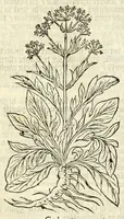 An illustration from De Nederlandtse herbarius of Kruydt-boeck : beschryvende de geslachten, gedaente, plaetse, tijt, oeffeningh, aert, krachten, en medicinael gebruyck van alderhande boomen, heesteren, boom-gewassen, kruyden en planten, die in de Nederlanden in't wilde gevonden, ende in de hoven onderhouden worden : als mede de uytlandtsen of vreemde droogens, die gemeenlijck in de apothekers winckels gebruyckt worden : uyt verscheyde kruydt-beschrijvers tot nut van alle natuur-kunders, geneesmeesters, apothekers, chirurgijns, en liefhebbers van kruyden en plantem by een vergadert, en beschreven (1670)