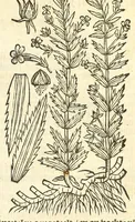 Picture 30 of 44 from De Nederlandtse herbarius of Kruydt-boeck : beschryvende de geslachten, gedaente, plaetse, tijt, oeffeningh, aert, krachten, en medicinael gebruyck van alderhande boomen, heesteren, boom-gewassen, kruyden en planten, die in de Nederlanden in't wilde gevonden, ende in de hoven onderhouden worden : als mede de uytlandtsen of vreemde droogens, die gemeenlijck in de apothekers winckels gebruyckt worden : uyt verscheyde kruydt-beschrijvers tot nut van alle natuur-kunders, geneesmeesters, apothekers, chirurgijns, en liefhebbers van kruyden en plantem by een vergadert, en beschreven (1670), leaf 207