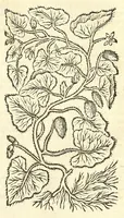 Picture 31 of 44 from De Nederlandtse herbarius of Kruydt-boeck : beschryvende de geslachten, gedaente, plaetse, tijt, oeffeningh, aert, krachten, en medicinael gebruyck van alderhande boomen, heesteren, boom-gewassen, kruyden en planten, die in de Nederlanden in't wilde gevonden, ende in de hoven onderhouden worden : als mede de uytlandtsen of vreemde droogens, die gemeenlijck in de apothekers winckels gebruyckt worden : uyt verscheyde kruydt-beschrijvers tot nut van alle natuur-kunders, geneesmeesters, apothekers, chirurgijns, en liefhebbers van kruyden en plantem by een vergadert, en beschreven (1670), leaf 211