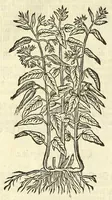 An illustration from De Nederlandtse herbarius of Kruydt-boeck : beschryvende de geslachten, gedaente, plaetse, tijt, oeffeningh, aert, krachten, en medicinael gebruyck van alderhande boomen, heesteren, boom-gewassen, kruyden en planten, die in de Nederlanden in't wilde gevonden, ende in de hoven onderhouden worden : als mede de uytlandtsen of vreemde droogens, die gemeenlijck in de apothekers winckels gebruyckt worden : uyt verscheyde kruydt-beschrijvers tot nut van alle natuur-kunders, geneesmeesters, apothekers, chirurgijns, en liefhebbers van kruyden en plantem by een vergadert, en beschreven (1670)
