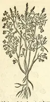 An illustration from De Nederlandtse herbarius of Kruydt-boeck : beschryvende de geslachten, gedaente, plaetse, tijt, oeffeningh, aert, krachten, en medicinael gebruyck van alderhande boomen, heesteren, boom-gewassen, kruyden en planten, die in de Nederlanden in't wilde gevonden, ende in de hoven onderhouden worden : als mede de uytlandtsen of vreemde droogens, die gemeenlijck in de apothekers winckels gebruyckt worden : uyt verscheyde kruydt-beschrijvers tot nut van alle natuur-kunders, geneesmeesters, apothekers, chirurgijns, en liefhebbers van kruyden en plantem by een vergadert, en beschreven (1670)