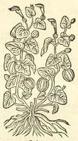 Picture 34 of 44 from De Nederlandtse herbarius of Kruydt-boeck : beschryvende de geslachten, gedaente, plaetse, tijt, oeffeningh, aert, krachten, en medicinael gebruyck van alderhande boomen, heesteren, boom-gewassen, kruyden en planten, die in de Nederlanden in't wilde gevonden, ende in de hoven onderhouden worden : als mede de uytlandtsen of vreemde droogens, die gemeenlijck in de apothekers winckels gebruyckt worden : uyt verscheyde kruydt-beschrijvers tot nut van alle natuur-kunders, geneesmeesters, apothekers, chirurgijns, en liefhebbers van kruyden en plantem by een vergadert, en beschreven (1670), leaf 225