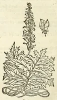 An illustration from De Nederlandtse herbarius of Kruydt-boeck : beschryvende de geslachten, gedaente, plaetse, tijt, oeffeningh, aert, krachten, en medicinael gebruyck van alderhande boomen, heesteren, boom-gewassen, kruyden en planten, die in de Nederlanden in't wilde gevonden, ende in de hoven onderhouden worden : als mede de uytlandtsen of vreemde droogens, die gemeenlijck in de apothekers winckels gebruyckt worden : uyt verscheyde kruydt-beschrijvers tot nut van alle natuur-kunders, geneesmeesters, apothekers, chirurgijns, en liefhebbers van kruyden en plantem by een vergadert, en beschreven (1670)