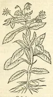 An illustration from De Nederlandtse herbarius of Kruydt-boeck : beschryvende de geslachten, gedaente, plaetse, tijt, oeffeningh, aert, krachten, en medicinael gebruyck van alderhande boomen, heesteren, boom-gewassen, kruyden en planten, die in de Nederlanden in't wilde gevonden, ende in de hoven onderhouden worden : als mede de uytlandtsen of vreemde droogens, die gemeenlijck in de apothekers winckels gebruyckt worden : uyt verscheyde kruydt-beschrijvers tot nut van alle natuur-kunders, geneesmeesters, apothekers, chirurgijns, en liefhebbers van kruyden en plantem by een vergadert, en beschreven (1670)