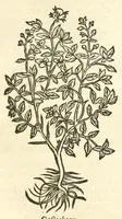 An illustration from De Nederlandtse herbarius of Kruydt-boeck : beschryvende de geslachten, gedaente, plaetse, tijt, oeffeningh, aert, krachten, en medicinael gebruyck van alderhande boomen, heesteren, boom-gewassen, kruyden en planten, die in de Nederlanden in't wilde gevonden, ende in de hoven onderhouden worden : als mede de uytlandtsen of vreemde droogens, die gemeenlijck in de apothekers winckels gebruyckt worden : uyt verscheyde kruydt-beschrijvers tot nut van alle natuur-kunders, geneesmeesters, apothekers, chirurgijns, en liefhebbers van kruyden en plantem by een vergadert, en beschreven (1670)