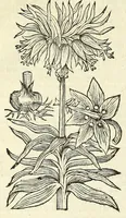An illustration from De Nederlandtse herbarius of Kruydt-boeck : beschryvende de geslachten, gedaente, plaetse, tijt, oeffeningh, aert, krachten, en medicinael gebruyck van alderhande boomen, heesteren, boom-gewassen, kruyden en planten, die in de Nederlanden in't wilde gevonden, ende in de hoven onderhouden worden : als mede de uytlandtsen of vreemde droogens, die gemeenlijck in de apothekers winckels gebruyckt worden : uyt verscheyde kruydt-beschrijvers tot nut van alle natuur-kunders, geneesmeesters, apothekers, chirurgijns, en liefhebbers van kruyden en plantem by een vergadert, en beschreven (1670)