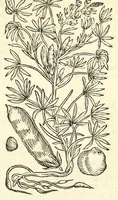 An illustration from De Nederlandtse herbarius of Kruydt-boeck : beschryvende de geslachten, gedaente, plaetse, tijt, oeffeningh, aert, krachten, en medicinael gebruyck van alderhande boomen, heesteren, boom-gewassen, kruyden en planten, die in de Nederlanden in't wilde gevonden, ende in de hoven onderhouden worden : als mede de uytlandtsen of vreemde droogens, die gemeenlijck in de apothekers winckels gebruyckt worden : uyt verscheyde kruydt-beschrijvers tot nut van alle natuur-kunders, geneesmeesters, apothekers, chirurgijns, en liefhebbers van kruyden en plantem by een vergadert, en beschreven (1670)