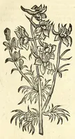 An illustration from De Nederlandtse herbarius of Kruydt-boeck : beschryvende de geslachten, gedaente, plaetse, tijt, oeffeningh, aert, krachten, en medicinael gebruyck van alderhande boomen, heesteren, boom-gewassen, kruyden en planten, die in de Nederlanden in't wilde gevonden, ende in de hoven onderhouden worden : als mede de uytlandtsen of vreemde droogens, die gemeenlijck in de apothekers winckels gebruyckt worden : uyt verscheyde kruydt-beschrijvers tot nut van alle natuur-kunders, geneesmeesters, apothekers, chirurgijns, en liefhebbers van kruyden en plantem by een vergadert, en beschreven (1670)