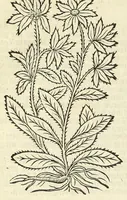 Picture 41 of 44 from De Nederlandtse herbarius of Kruydt-boeck : beschryvende de geslachten, gedaente, plaetse, tijt, oeffeningh, aert, krachten, en medicinael gebruyck van alderhande boomen, heesteren, boom-gewassen, kruyden en planten, die in de Nederlanden in't wilde gevonden, ende in de hoven onderhouden worden : als mede de uytlandtsen of vreemde droogens, die gemeenlijck in de apothekers winckels gebruyckt worden : uyt verscheyde kruydt-beschrijvers tot nut van alle natuur-kunders, geneesmeesters, apothekers, chirurgijns, en liefhebbers van kruyden en plantem by een vergadert, en beschreven (1670), leaf 284