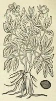 An illustration from De Nederlandtse herbarius of Kruydt-boeck : beschryvende de geslachten, gedaente, plaetse, tijt, oeffeningh, aert, krachten, en medicinael gebruyck van alderhande boomen, heesteren, boom-gewassen, kruyden en planten, die in de Nederlanden in't wilde gevonden, ende in de hoven onderhouden worden : als mede de uytlandtsen of vreemde droogens, die gemeenlijck in de apothekers winckels gebruyckt worden : uyt verscheyde kruydt-beschrijvers tot nut van alle natuur-kunders, geneesmeesters, apothekers, chirurgijns, en liefhebbers van kruyden en plantem by een vergadert, en beschreven (1670)