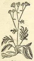 Picture 43 of 44 from De Nederlandtse herbarius of Kruydt-boeck : beschryvende de geslachten, gedaente, plaetse, tijt, oeffeningh, aert, krachten, en medicinael gebruyck van alderhande boomen, heesteren, boom-gewassen, kruyden en planten, die in de Nederlanden in't wilde gevonden, ende in de hoven onderhouden worden : als mede de uytlandtsen of vreemde droogens, die gemeenlijck in de apothekers winckels gebruyckt worden : uyt verscheyde kruydt-beschrijvers tot nut van alle natuur-kunders, geneesmeesters, apothekers, chirurgijns, en liefhebbers van kruyden en plantem by een vergadert, en beschreven (1670), leaf 301