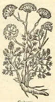 Picture 44 of 44 from De Nederlandtse herbarius of Kruydt-boeck : beschryvende de geslachten, gedaente, plaetse, tijt, oeffeningh, aert, krachten, en medicinael gebruyck van alderhande boomen, heesteren, boom-gewassen, kruyden en planten, die in de Nederlanden in't wilde gevonden, ende in de hoven onderhouden worden : als mede de uytlandtsen of vreemde droogens, die gemeenlijck in de apothekers winckels gebruyckt worden : uyt verscheyde kruydt-beschrijvers tot nut van alle natuur-kunders, geneesmeesters, apothekers, chirurgijns, en liefhebbers van kruyden en plantem by een vergadert, en beschreven (1670), leaf 307