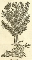 Picture 1 of 44 from De Nederlandtse herbarius of Kruydt-boeck : beschryvende de geslachten, gedaente, plaetse, tijt, oeffeningh, aert, krachten, en medicinael gebruyck van alderhande boomen, heesteren, boom-gewassen, kruyden en planten, die in de Nederlanden in't wilde gevonden, ende in de hoven onderhouden worden : als mede de uytlandtsen of vreemde droogens, die gemeenlijck in de apothekers winckels gebruyckt worden : uyt verscheyde kruydt-beschrijvers tot nut van alle natuur-kunders, geneesmeesters, apothekers, chirurgijns, en liefhebbers van kruyden en plantem by een vergadert, en beschreven (1670), leaf 35