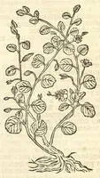 An illustration from De Nederlandtse herbarius of Kruydt-boeck : beschryvende de geslachten, gedaente, plaetse, tijt, oeffeningh, aert, krachten, en medicinael gebruyck van alderhande boomen, heesteren, boom-gewassen, kruyden en planten, die in de Nederlanden in't wilde gevonden, ende in de hoven onderhouden worden : als mede de uytlandtsen of vreemde droogens, die gemeenlijck in de apothekers winckels gebruyckt worden : uyt verscheyde kruydt-beschrijvers tot nut van alle natuur-kunders, geneesmeesters, apothekers, chirurgijns, en liefhebbers van kruyden en plantem by een vergadert, en beschreven (1670)