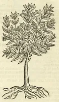 Picture 3 of 44 from De Nederlandtse herbarius of Kruydt-boeck : beschryvende de geslachten, gedaente, plaetse, tijt, oeffeningh, aert, krachten, en medicinael gebruyck van alderhande boomen, heesteren, boom-gewassen, kruyden en planten, die in de Nederlanden in't wilde gevonden, ende in de hoven onderhouden worden : als mede de uytlandtsen of vreemde droogens, die gemeenlijck in de apothekers winckels gebruyckt worden : uyt verscheyde kruydt-beschrijvers tot nut van alle natuur-kunders, geneesmeesters, apothekers, chirurgijns, en liefhebbers van kruyden en plantem by een vergadert, en beschreven (1670), leaf 46