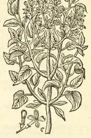 An illustration from De Nederlandtse herbarius of Kruydt-boeck : beschryvende de geslachten, gedaente, plaetse, tijt, oeffeningh, aert, krachten, en medicinael gebruyck van alderhande boomen, heesteren, boom-gewassen, kruyden en planten, die in de Nederlanden in't wilde gevonden, ende in de hoven onderhouden worden : als mede de uytlandtsen of vreemde droogens, die gemeenlijck in de apothekers winckels gebruyckt worden : uyt verscheyde kruydt-beschrijvers tot nut van alle natuur-kunders, geneesmeesters, apothekers, chirurgijns, en liefhebbers van kruyden en plantem by een vergadert, en beschreven (1670)