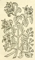 Picture 5 of 44 from De Nederlandtse herbarius of Kruydt-boeck : beschryvende de geslachten, gedaente, plaetse, tijt, oeffeningh, aert, krachten, en medicinael gebruyck van alderhande boomen, heesteren, boom-gewassen, kruyden en planten, die in de Nederlanden in't wilde gevonden, ende in de hoven onderhouden worden : als mede de uytlandtsen of vreemde droogens, die gemeenlijck in de apothekers winckels gebruyckt worden : uyt verscheyde kruydt-beschrijvers tot nut van alle natuur-kunders, geneesmeesters, apothekers, chirurgijns, en liefhebbers van kruyden en plantem by een vergadert, en beschreven (1670), leaf 49