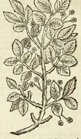 Picture 6 of 44 from De Nederlandtse herbarius of Kruydt-boeck : beschryvende de geslachten, gedaente, plaetse, tijt, oeffeningh, aert, krachten, en medicinael gebruyck van alderhande boomen, heesteren, boom-gewassen, kruyden en planten, die in de Nederlanden in't wilde gevonden, ende in de hoven onderhouden worden : als mede de uytlandtsen of vreemde droogens, die gemeenlijck in de apothekers winckels gebruyckt worden : uyt verscheyde kruydt-beschrijvers tot nut van alle natuur-kunders, geneesmeesters, apothekers, chirurgijns, en liefhebbers van kruyden en plantem by een vergadert, en beschreven (1670), leaf 64
