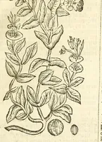 Picture 7 of 44 from De Nederlandtse herbarius of Kruydt-boeck : beschryvende de geslachten, gedaente, plaetse, tijt, oeffeningh, aert, krachten, en medicinael gebruyck van alderhande boomen, heesteren, boom-gewassen, kruyden en planten, die in de Nederlanden in't wilde gevonden, ende in de hoven onderhouden worden : als mede de uytlandtsen of vreemde droogens, die gemeenlijck in de apothekers winckels gebruyckt worden : uyt verscheyde kruydt-beschrijvers tot nut van alle natuur-kunders, geneesmeesters, apothekers, chirurgijns, en liefhebbers van kruyden en plantem by een vergadert, en beschreven (1670), leaf 67