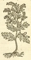 An illustration from De Nederlandtse herbarius of Kruydt-boeck : beschryvende de geslachten, gedaente, plaetse, tijt, oeffeningh, aert, krachten, en medicinael gebruyck van alderhande boomen, heesteren, boom-gewassen, kruyden en planten, die in de Nederlanden in't wilde gevonden, ende in de hoven onderhouden worden : als mede de uytlandtsen of vreemde droogens, die gemeenlijck in de apothekers winckels gebruyckt worden : uyt verscheyde kruydt-beschrijvers tot nut van alle natuur-kunders, geneesmeesters, apothekers, chirurgijns, en liefhebbers van kruyden en plantem by een vergadert, en beschreven (1670)
