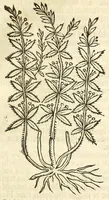An illustration from De Nederlandtse herbarius of Kruydt-boeck : beschryvende de geslachten, gedaente, plaetse, tijt, oeffeningh, aert, krachten, en medicinael gebruyck van alderhande boomen, heesteren, boom-gewassen, kruyden en planten, die in de Nederlanden in't wilde gevonden, ende in de hoven onderhouden worden : als mede de uytlandtsen of vreemde droogens, die gemeenlijck in de apothekers winckels gebruyckt worden : uyt verscheyde kruydt-beschrijvers tot nut van alle natuur-kunders, geneesmeesters, apothekers, chirurgijns, en liefhebbers van kruyden en plantem by een vergadert, en beschreven (1670)