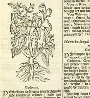 Picture 10 of 44 from De Nederlandtse herbarius of Kruydt-boeck : beschryvende de geslachten, gedaente, plaetse, tijt, oeffeningh, aert, krachten, en medicinael gebruyck van alderhande boomen, heesteren, boom-gewassen, kruyden en planten, die in de Nederlanden in't wilde gevonden, ende in de hoven onderhouden worden : als mede de uytlandtsen of vreemde droogens, die gemeenlijck in de apothekers winckels gebruyckt worden : uyt verscheyde kruydt-beschrijvers tot nut van alle natuur-kunders, geneesmeesters, apothekers, chirurgijns, en liefhebbers van kruyden en plantem by een vergadert, en beschreven (1670), leaf 96