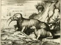 Picture 32 of 130 from De nieuwe en onbekende weereld, of, Beschryving van America en 't zuid-land : vervaetende d'oorsprong der Americaenen en zuid-landers, gedenkwaerdige togten derwaerds, gelegendheid der vaste kusten, eilanden, steden, sterkten, dorpen, tempels, bergen, fonteinen, stroomen, huisen, de natuur van beesten, boomen, planten en vreemde gewasschen, Gods-dienst en zeden, wonderlijke voorvallen, vereeuwde en nieuwe oorlogen: verciert met af-beeldsels na 't leven in America gemaekt, (1671), leaf 147