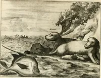 Picture 46 of 130 from De nieuwe en onbekende weereld, of, Beschryving van America en 't zuid-land : vervaetende d'oorsprong der Americaenen en zuid-landers, gedenkwaerdige togten derwaerds, gelegendheid der vaste kusten, eilanden, steden, sterkten, dorpen, tempels, bergen, fonteinen, stroomen, huisen, de natuur van beesten, boomen, planten en vreemde gewasschen, Gods-dienst en zeden, wonderlijke voorvallen, vereeuwde en nieuwe oorlogen: verciert met af-beeldsels na 't leven in America gemaekt, (1671), leaf 197