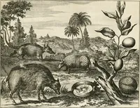 Picture 51 of 130 from De nieuwe en onbekende weereld, of, Beschryving van America en 't zuid-land : vervaetende d'oorsprong der Americaenen en zuid-landers, gedenkwaerdige togten derwaerds, gelegendheid der vaste kusten, eilanden, steden, sterkten, dorpen, tempels, bergen, fonteinen, stroomen, huisen, de natuur van beesten, boomen, planten en vreemde gewasschen, Gods-dienst en zeden, wonderlijke voorvallen, vereeuwde en nieuwe oorlogen: verciert met af-beeldsels na 't leven in America gemaekt, (1671), leaf 212
