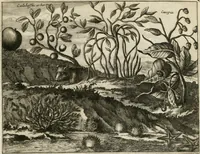 Picture 56 of 130 from De nieuwe en onbekende weereld, of, Beschryving van America en 't zuid-land : vervaetende d'oorsprong der Americaenen en zuid-landers, gedenkwaerdige togten derwaerds, gelegendheid der vaste kusten, eilanden, steden, sterkten, dorpen, tempels, bergen, fonteinen, stroomen, huisen, de natuur van beesten, boomen, planten en vreemde gewasschen, Gods-dienst en zeden, wonderlijke voorvallen, vereeuwde en nieuwe oorlogen: verciert met af-beeldsels na 't leven in America gemaekt, (1671), leaf 238
