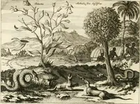 Picture 57 of 130 from De nieuwe en onbekende weereld, of, Beschryving van America en 't zuid-land : vervaetende d'oorsprong der Americaenen en zuid-landers, gedenkwaerdige togten derwaerds, gelegendheid der vaste kusten, eilanden, steden, sterkten, dorpen, tempels, bergen, fonteinen, stroomen, huisen, de natuur van beesten, boomen, planten en vreemde gewasschen, Gods-dienst en zeden, wonderlijke voorvallen, vereeuwde en nieuwe oorlogen: verciert met af-beeldsels na 't leven in America gemaekt, (1671), leaf 249
