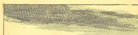 Picture 32 of 63 from De Nieuwe en onbekende Weereld: of Beschryving van America en 't Zuid-Land, : vervaetende d'oorsprong der Americænen en Zuid-Landers, gedenkwaerdige togten derwaerds, gelegendheid der vaste kusten, eilanden, steden, sterkten, dorpen, tempels, bergen, fonteinen, stroomen, huisen, de natuur van beesten, boomen, planten en vreemde gewasschen, gods-dienst en zeden, wonderlijke voorvallen, vereeuwde en nieuwe oorloogen: Verciert met af-beeldsels na 't leven in America gemaekt, (1671), leaf 396