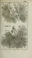 An illustration from De nieuw hervormde anatomie, ofte, Ontleding des menschen lichaams : gebouwd op de waaragtigste en naaukeurigste ondervindingen deser eeuw : zijnde met een groot getal kunstige platen vercʹiert : als ook een verhandelinge van het balsemen der lichamen : noit voor desen dusdanig bekent gemaakt (1686)