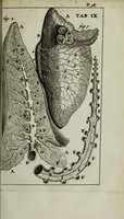 An illustration from De nieuw hervormde anatomie, ofte, Ontleding des menschen lichaams : gebouwd op de waaragtigste en naaukeurigste ondervindingen deser eeuw : zijnde met een groot getal kunstige platen vercʹiert : als ook een verhandelinge van het balsemen der lichamen : noit voor desen dusdanig bekent gemaakt (1686)